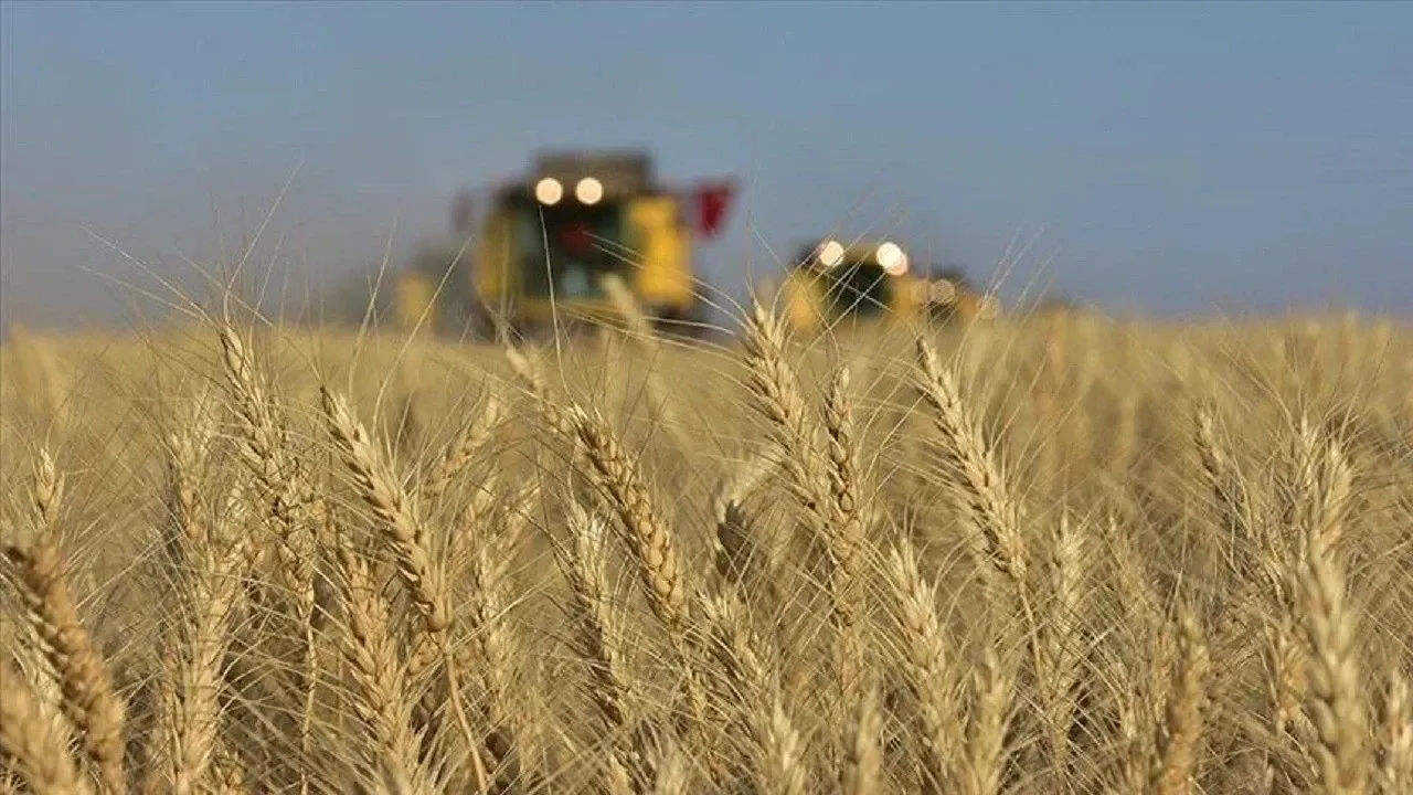 FAO’dan küresel buğday üretimi için düşüş uyarısı