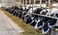 Hayvancılık üretici fiyatlarında yükseliş sürüyor