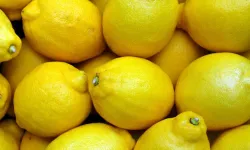 Limon ihracatında miktar geriledi, gelir yükseldi