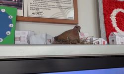Sınıfa giren kumru akıllı tahtaya yuva yaptı