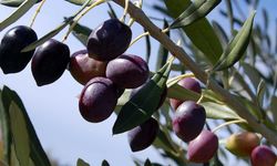 Rüyada zeytin görmek neye işaret eder? Rüyada zeytin toplamak ve yemek ne anlama geliyor?