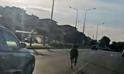 Bursa'da ana yola çıkan at trafiği tehlikeye attı
