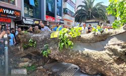 Bursa'da asırlık çınarın yola devrilmesiyle faciadan dönüldü