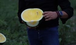 Bu karpuzu görenler hayrete düşüyor: kabuğu yeşil, içi sarı