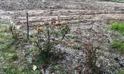 Keles'te tarım arazilerini dolu vurdu