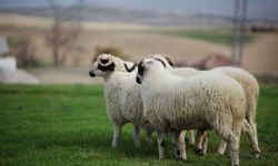 Rüyada koyun görmek ne anlama gelir? Rüyada koyun sürüsü görmek neyi işaret eder?