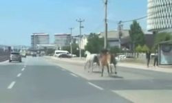 Bursa'da başıboş atlar trafiği tehlikeye attı