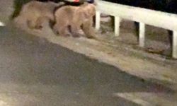 Bursa'da gece yarısı şaşırtan manzara! İki ayı yavrusu yolda görüntülendi