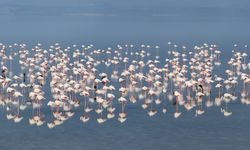 Bakan Kurum: "12 bin 800 yavru flamingo Tuz Gölü’nde yaşam buldu"