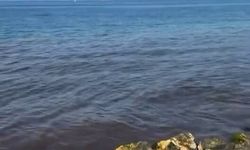 Bursa'da denize girenler büyük şok yaşadı... Kanalizasyon suyu iddiası tepki çekti!