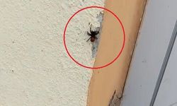 Bursa’da soyu tükenme tehlikesi altında olan ‘Uğur böceği örümceği’ görüldü