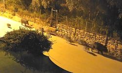 Bursa'da yaban domuzu sürüsü şehre indi!