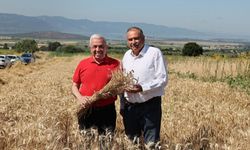 İlk hasat yapıldı... Nilüfer'de kırsal kalkınma başladı!