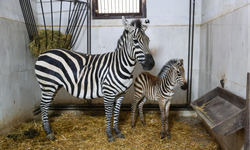Bursa Hayvanat Bahçesi’nde zebra ailesi büyüyor