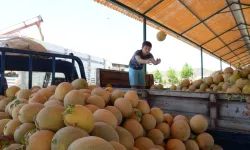 Medetli kavununda hasat başladı: Üreticinin gözü fiyatta