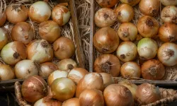 Ticaret Bakanlığı'ndan kuru soğan ithalatında vergi düzenlemesi