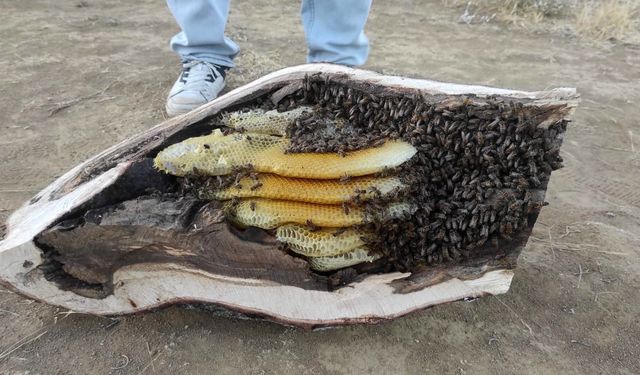 Elazığ'da mağara ve ağaç kovuğundan kilo kilo organik bal çıktı