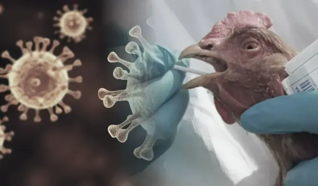 H5N5 kuş gribinden ilk insan ölümü gerçekleşti