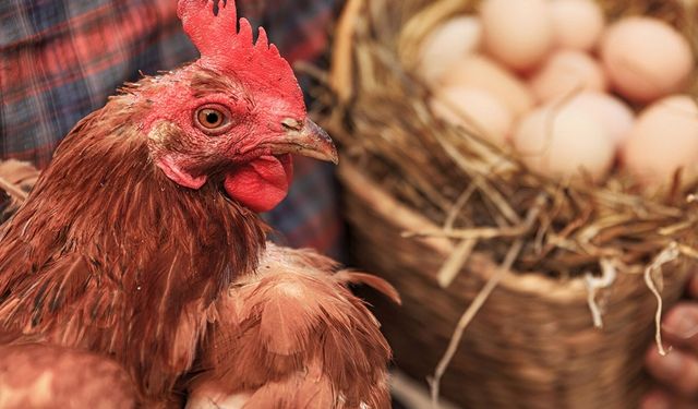 Tavuk yumurtası üretimi arttı, tavuk eti azaldı