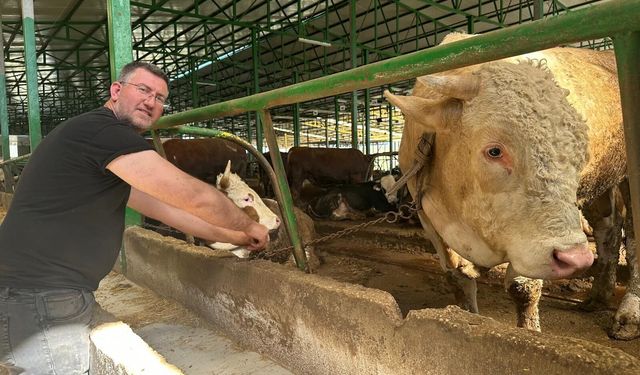 Bursa’da kurbanlık pazarı hareketlendi: Tonluk boğa 400 bin liraya satıldı