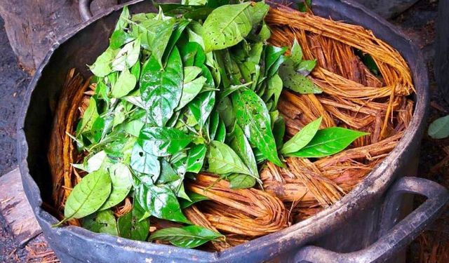 Ayahuasca çayı nedir? Neden tehlikeli görülüyor? Ayahuasca çayının etkileri neler?