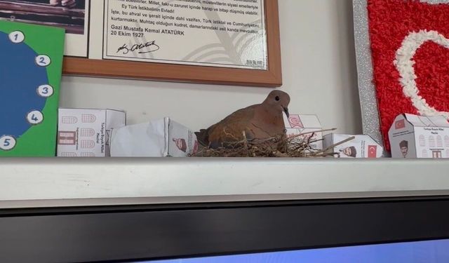 Sınıfa giren kumru akıllı tahtaya yuva yaptı