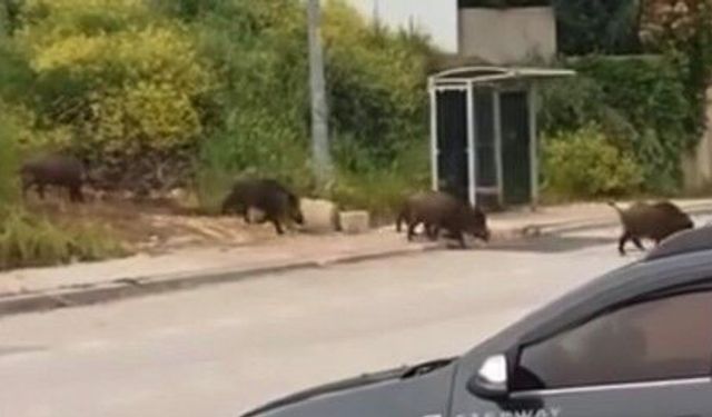 Bursa'da aç kalan domuzlar mahalleye indi