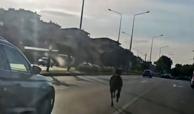 Bursa'da ana yola çıkan at trafiği tehlikeye attı