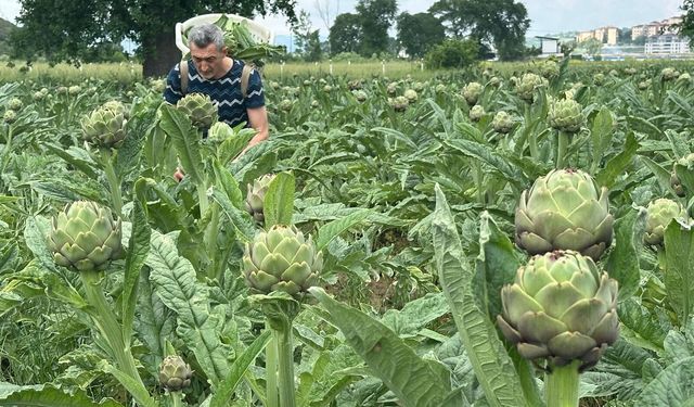 Bursa'nın tescilli enginarı konut ve sanayi kıskacında!