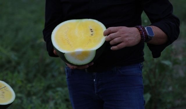 Bu karpuzu görenler hayrete düşüyor: kabuğu yeşil, içi sarı