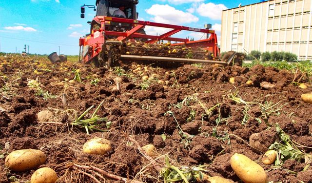 Adana’da patates hasadı; tarlada kilosu 20 TL'ye düştü