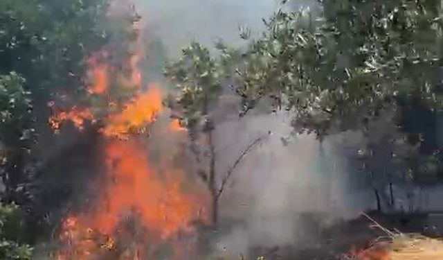 Bursa'da orman yangını paniği... Bir anda büyüdü!
