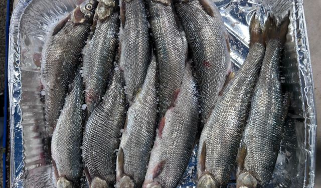 İnci kefali tezgâhlardaki yerini aldı
