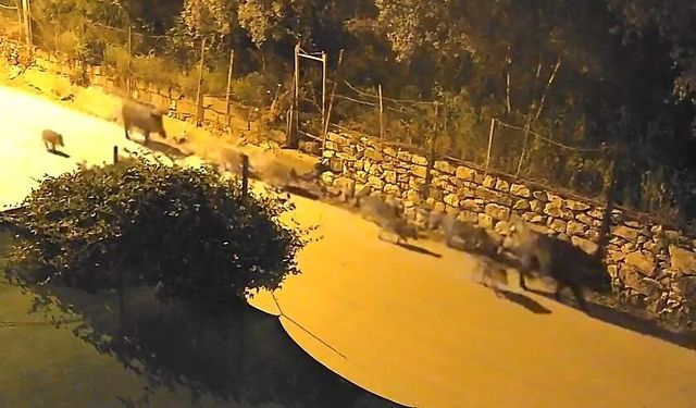 Bursa'da yaban domuzu sürüsü şehre indi!
