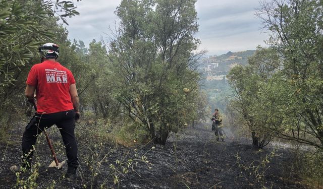 Bursa'da orman yangını... Evde çıktı, zeytinliği yaktı!