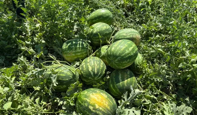 Karpuzun tarlada kilosu 5 TL'ye düştü!