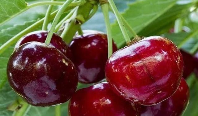 Dalından yedikleri kiraz ikisinin de sonu oldu!