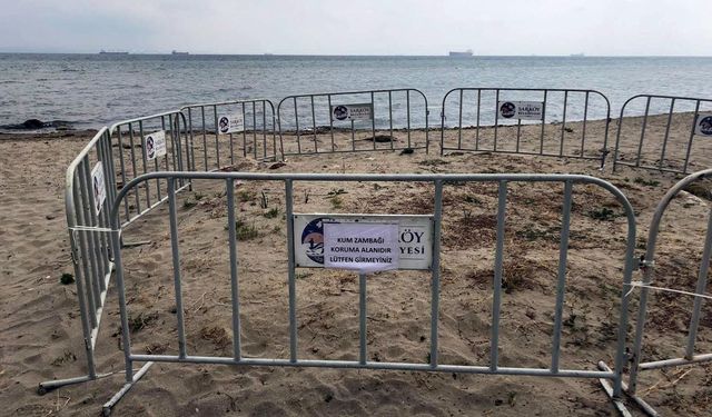 Sahilde tespit edilen kum zambakları korumaya alındı