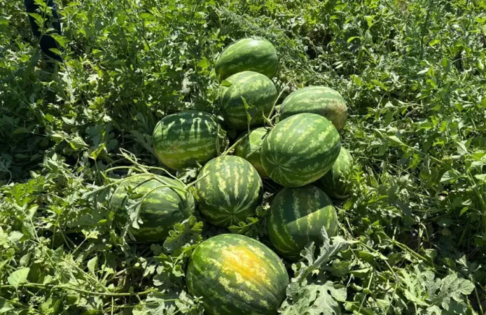 Karpuzun tarlada kilosu 5 TL'ye düştü!