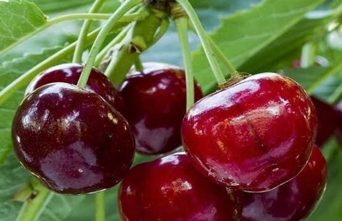 Dalından yedikleri kiraz ikisinin de sonu oldu!