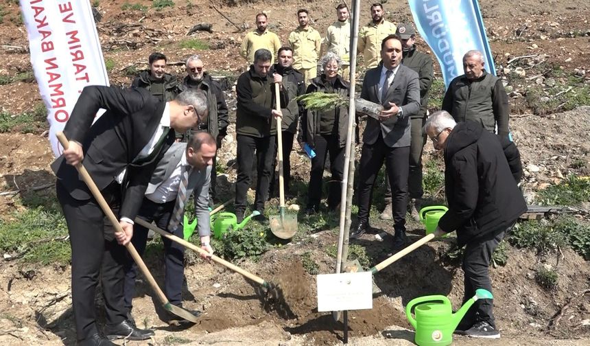 Bursa'da yanan ormanlar 8 ayda yeniden can buldu
