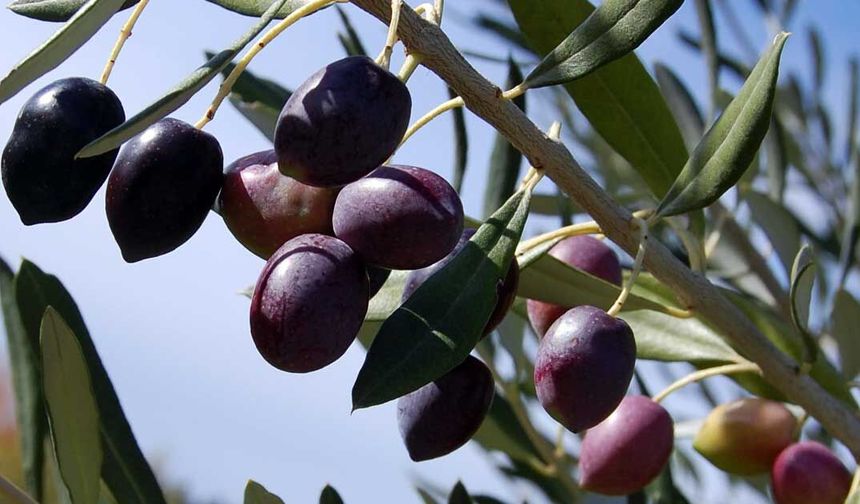 Rüyada zeytin görmek neye işaret eder? Rüyada zeytin toplamak ve yemek ne anlama geliyor?
