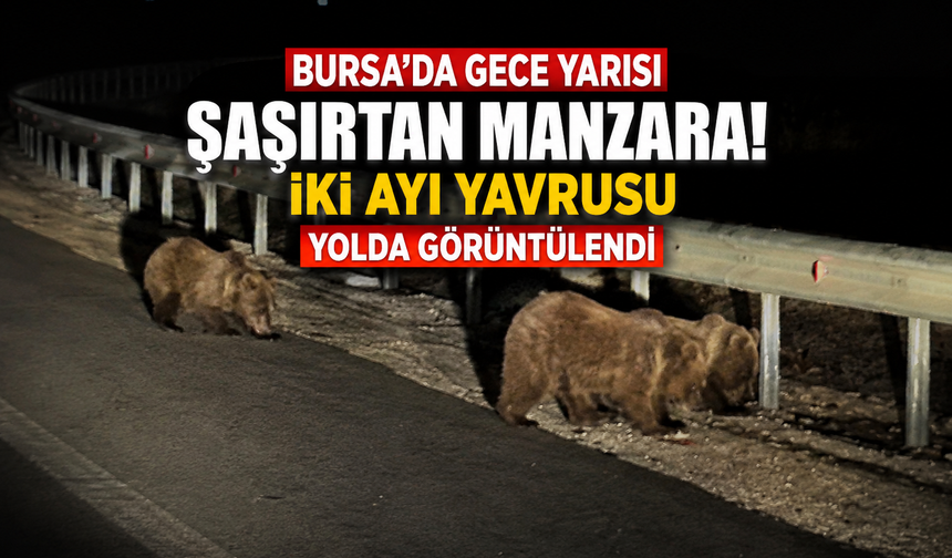 Bursa'da gece yarısı şaşırtan manzara! İki ayı yavrusu yolda görüntülendi