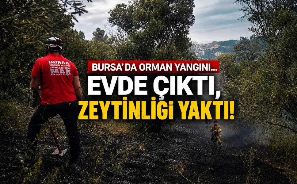Bursa'da orman yangını... Evde çıktı, zeytinliği yaktı!
