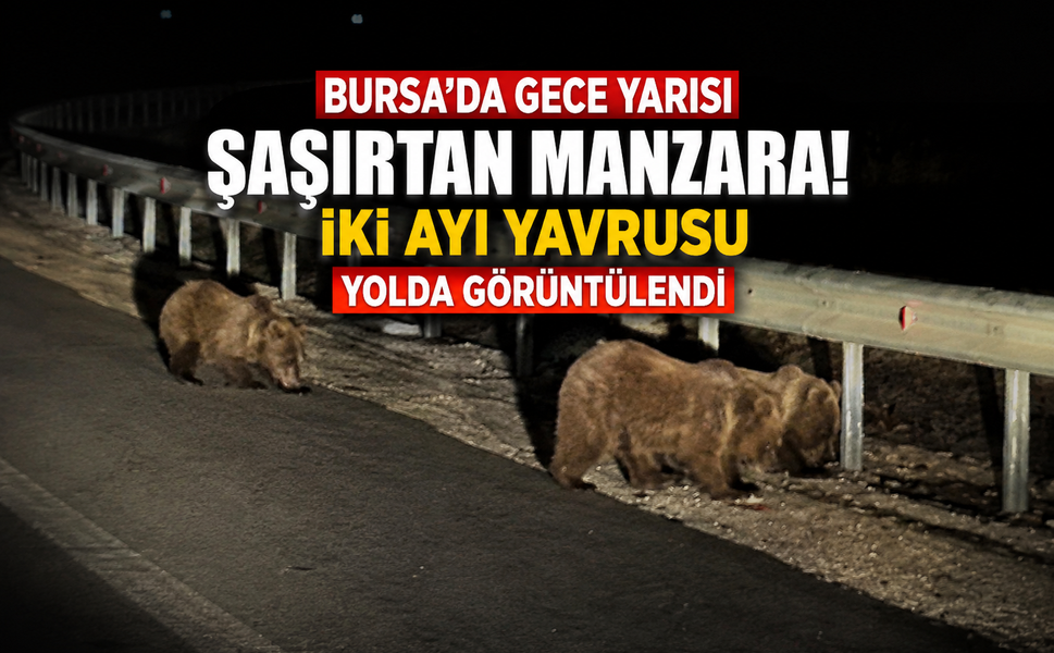Bursa'da gece yarısı şaşırtan manzara! İki ayı yavrusu yolda görüntülendi