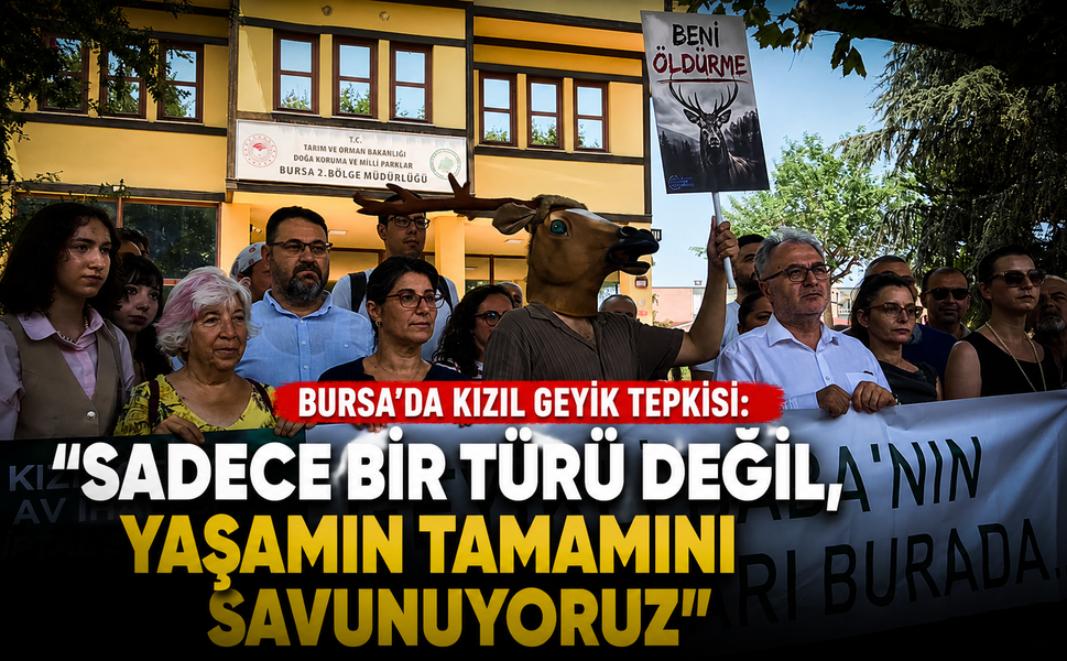 Bursa'da kızıl geyik tepkisi: "Sadece bir türü değil, yaşamın tamamını savunuyoruz"