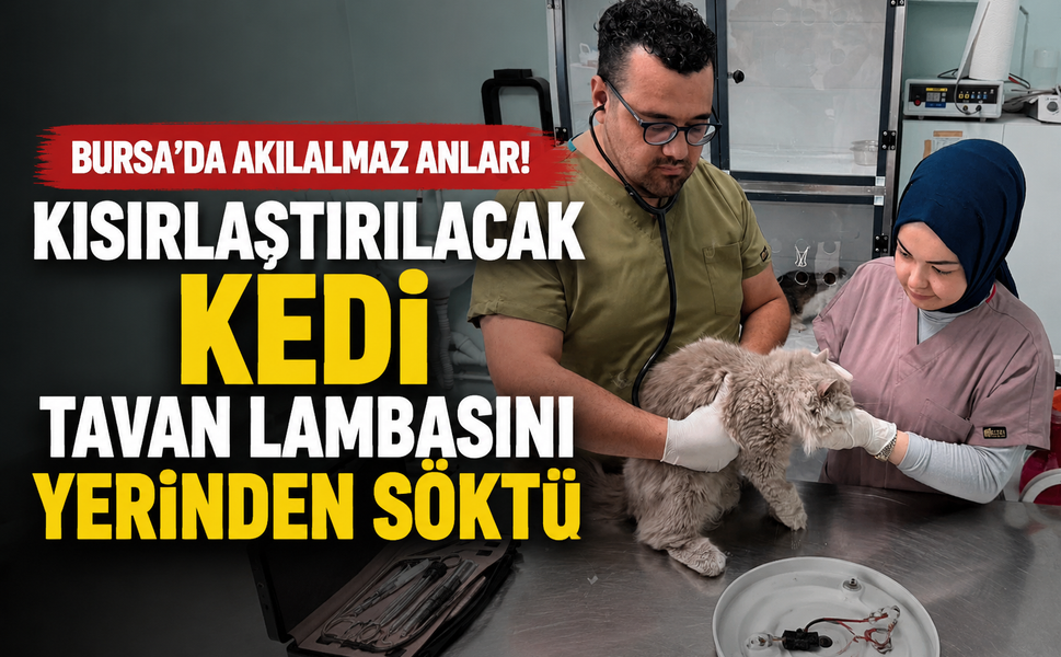 Bursa'da akılalmaz anlar! Kısırlaştırılacak kedi tavan lambasını yerinden söktü