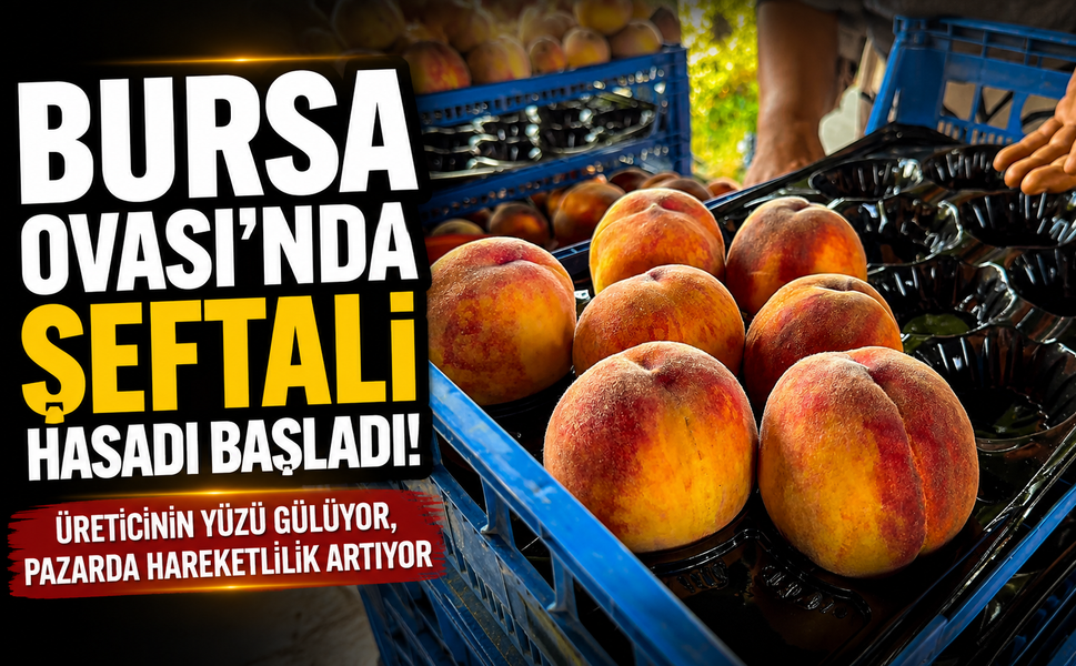 Bursa Ovası'nda şeftali hasadı başladı!